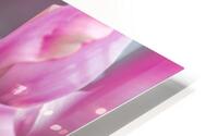 Pink Tulips HD Metal print