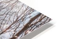 Sun shining through trees HD Metal print