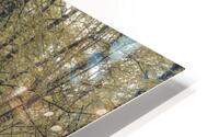 Forest Wanderings HD Metal print