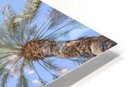 Swaying Palm Trees HD Metal print