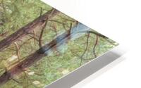 Autumn forest HD Metal print