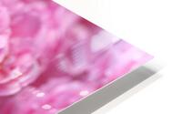 Pink Roses HD Metal print