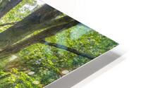 Spring woodland HD Metal print