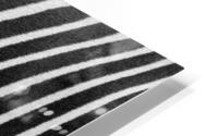 Zebra Stripes HD Metal print