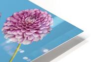 Dahlia Flowers HD Metal print