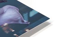 Calla Lilies HD Metal print
