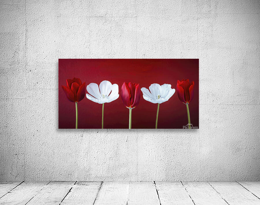 Tulips in a row Wall Preview