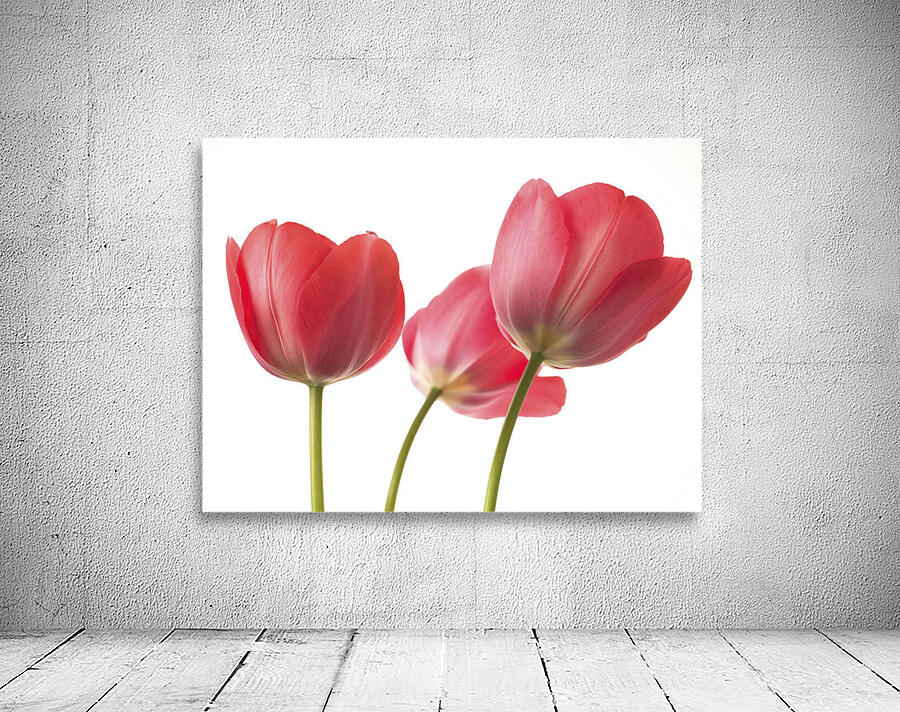Red Tulips Wall Preview