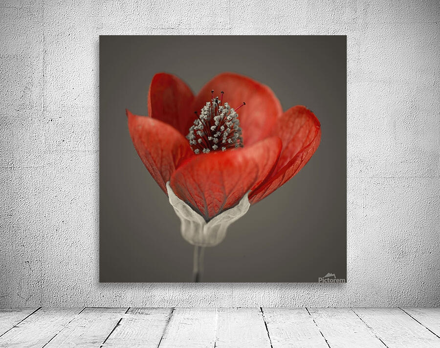 Red Abutilon Nabob Wall Preview