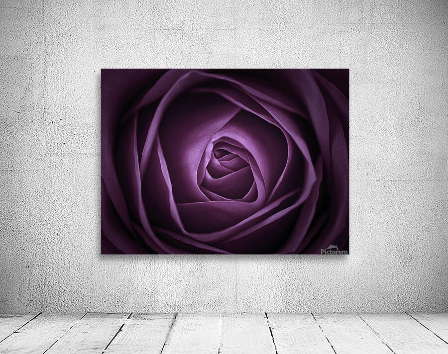 Purple rose Wall Preview