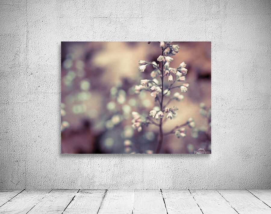 Heuchera Blossom Wall Preview