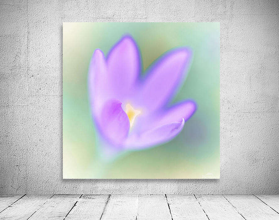 Crocus Flower Wall Preview