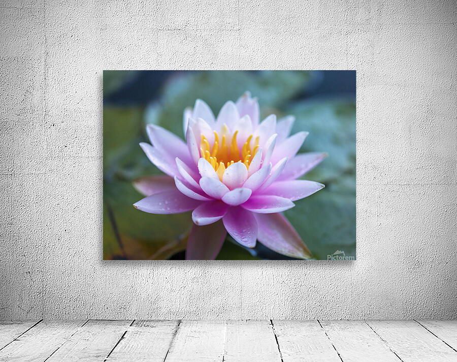 Gentle Grace Wall Preview