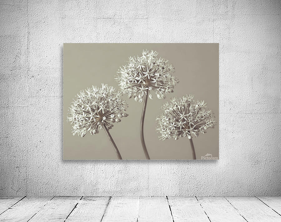Three Alliums Wall Preview