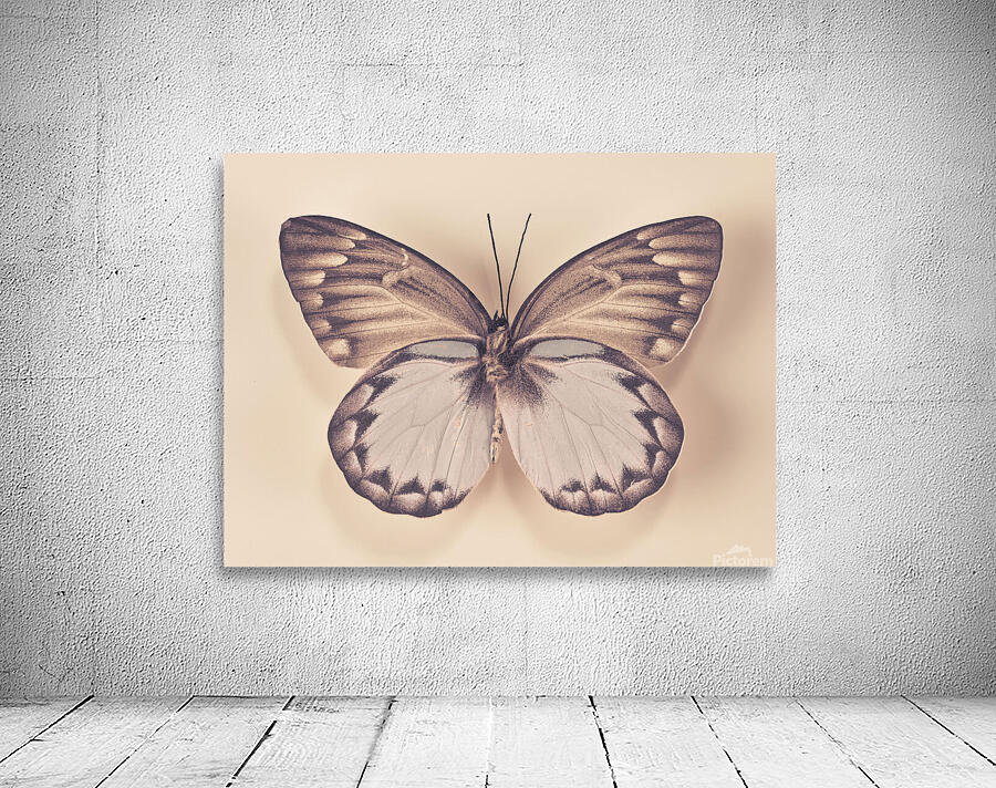 Butterfly Wall Preview