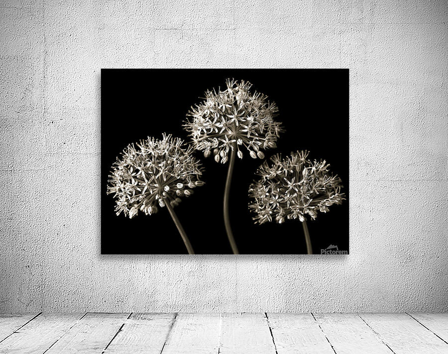 Three Alliums Wall Preview