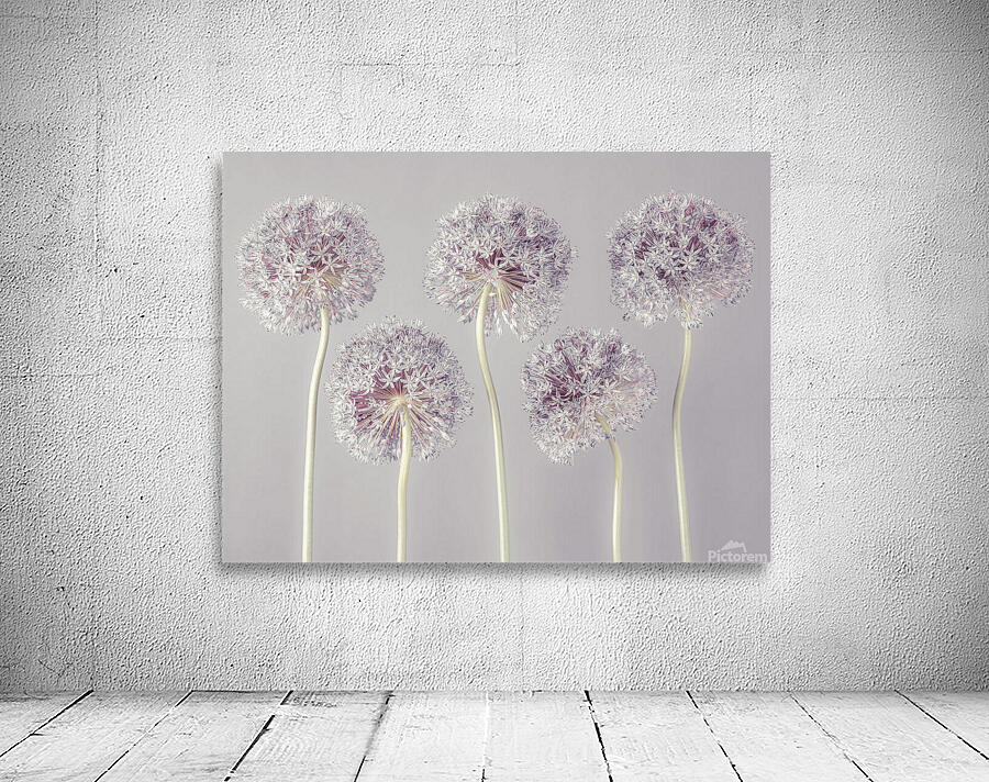 Allium flowers Wall Preview