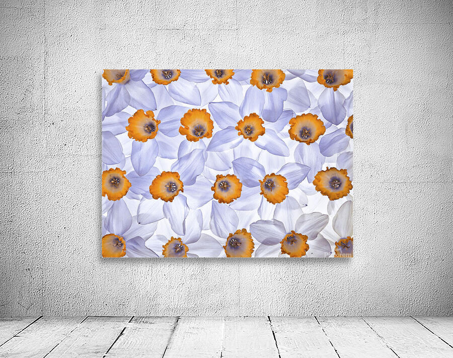 Daffodils Wall Preview