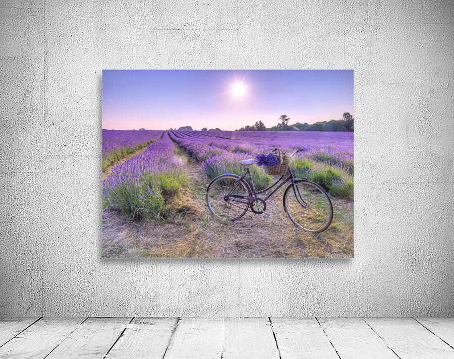 Bicycle in a Lavender field Wall Preview
