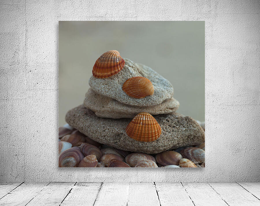 Sea shells on pebbles Wall Preview