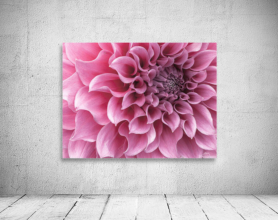Dahlia Petals Wall Preview
