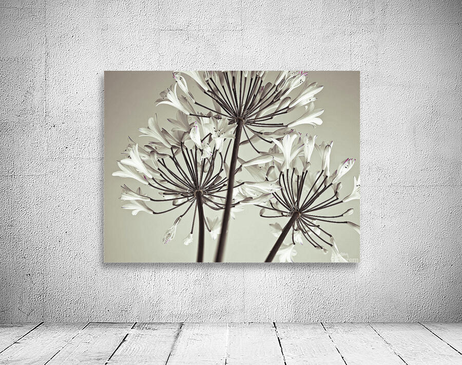African Lily Wall Preview