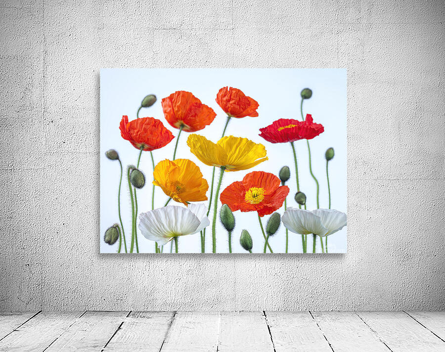Multi coloured Poppies Wall Preview