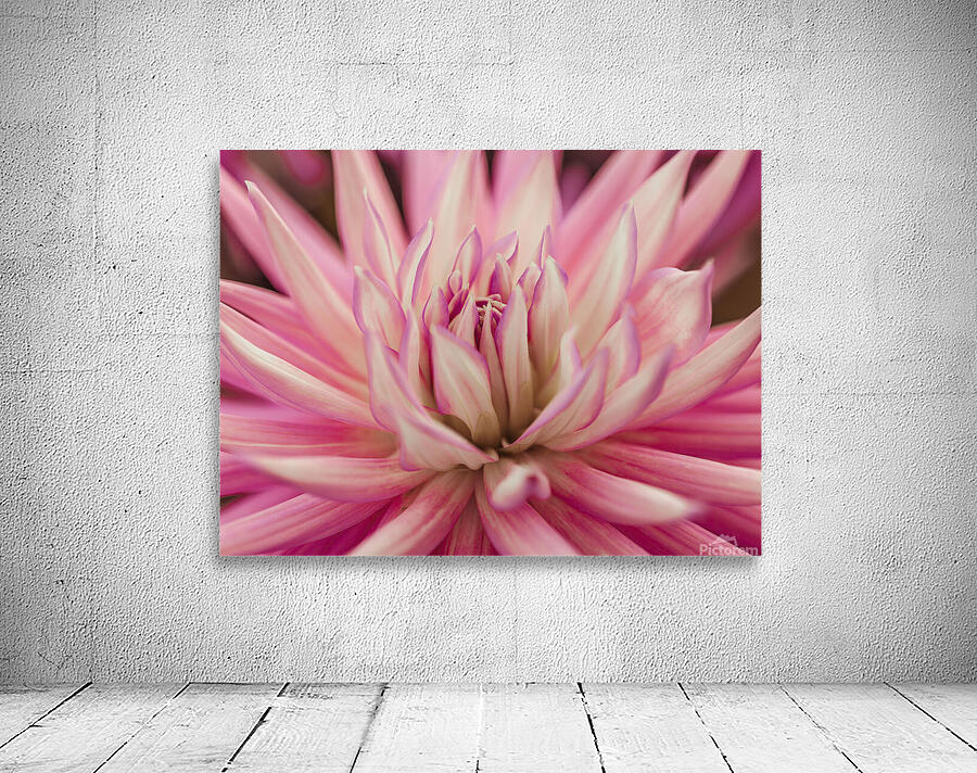 Radiant Dahlia Wall Preview