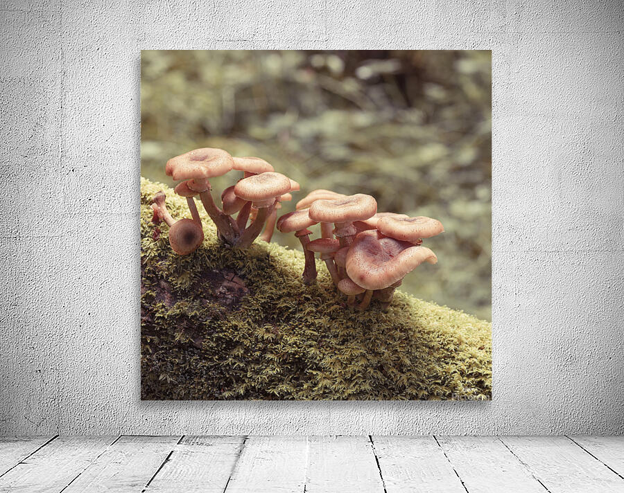 Mushrooms Wall Preview