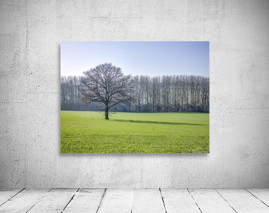 Trees on grass field Wall Preview