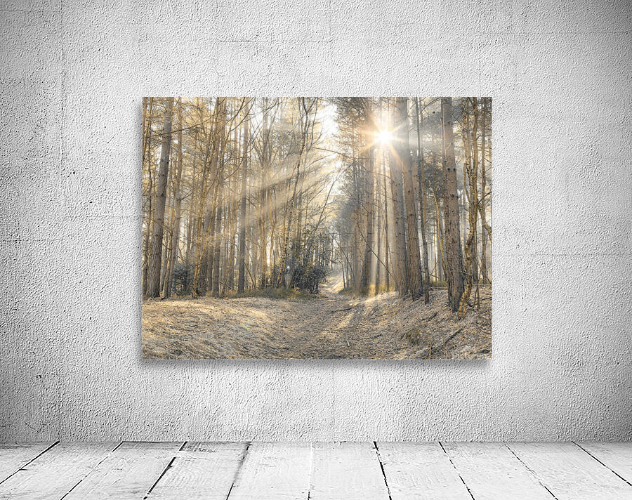 Sun Rays Painting the Forest Wall Preview