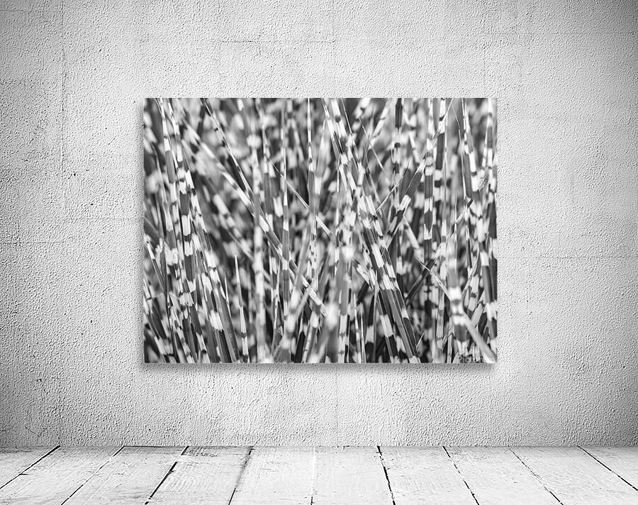 Zebra Grass Wall Preview