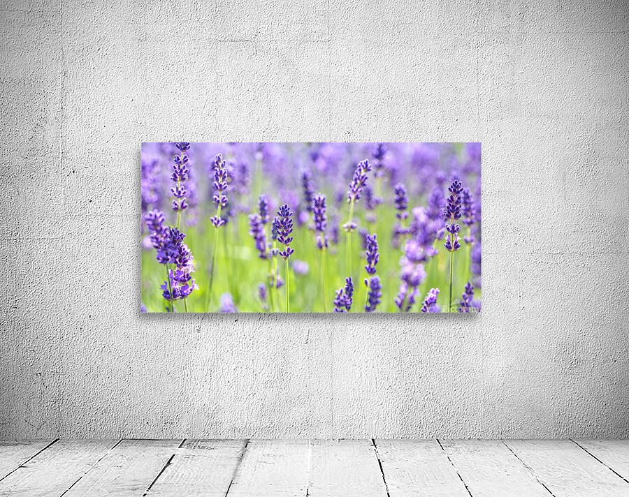 Lavender Dreams Wall Preview