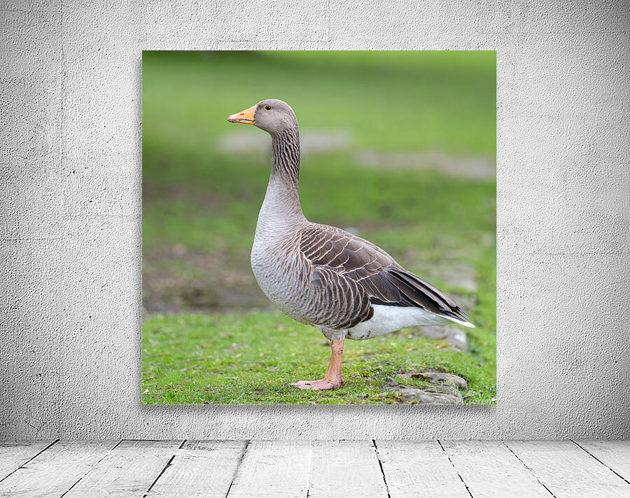 Goose Gracefully Roaming Wall Preview