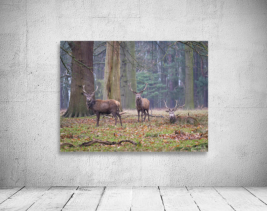 Forest Royalty Wall Preview