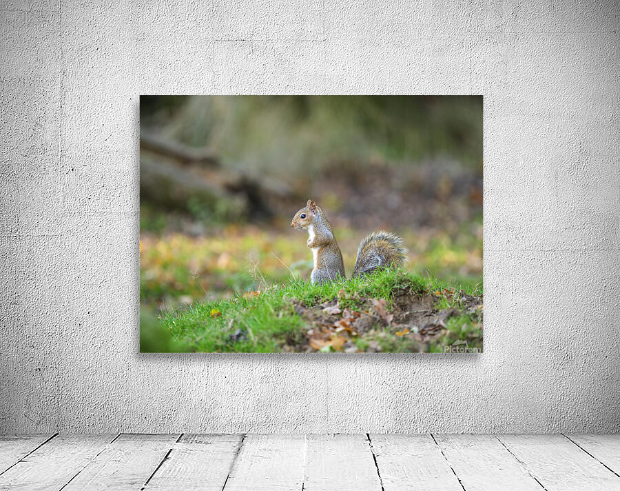 Whiskered Wanderer Wall Preview
