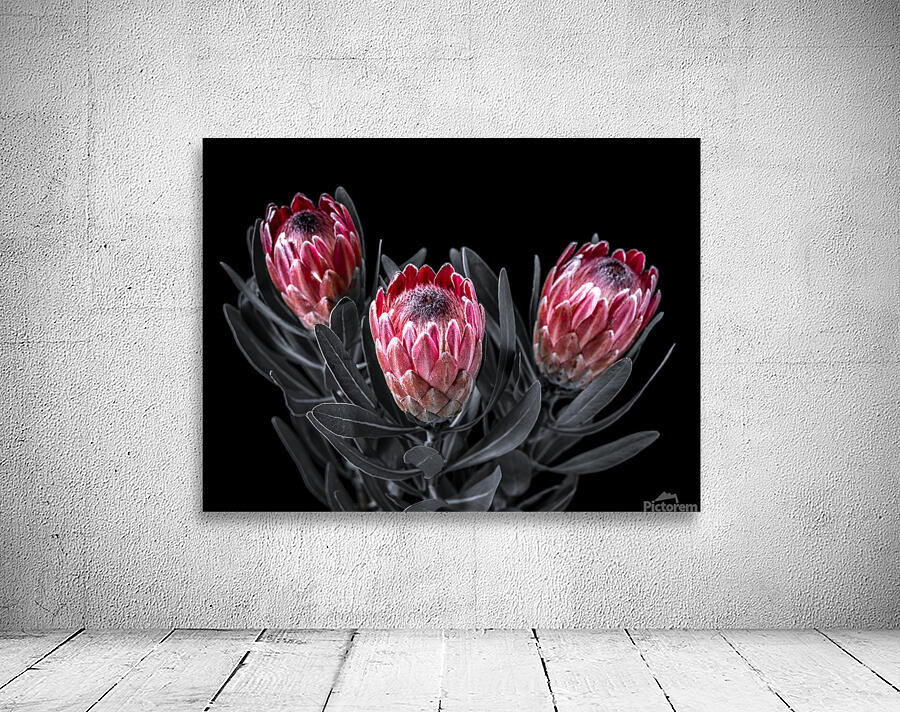Protea Flora Wall Preview
