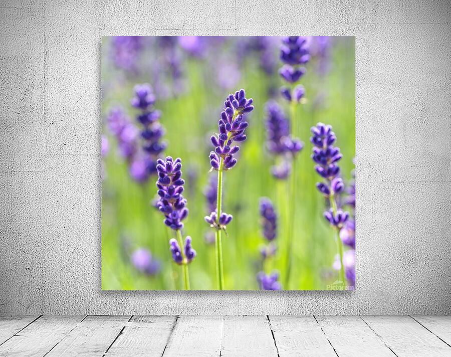 Purple Profusion Wall Preview