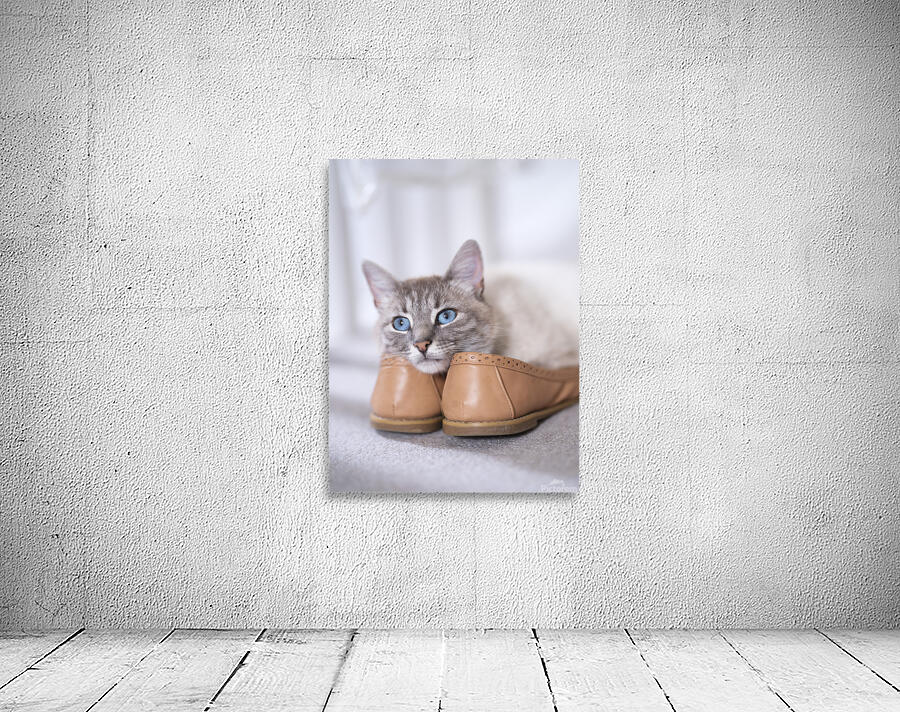 Purrfect Pair Wall Preview