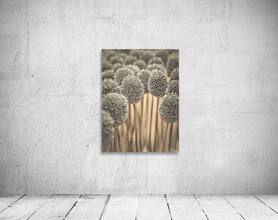 Allium flowers Wall Preview