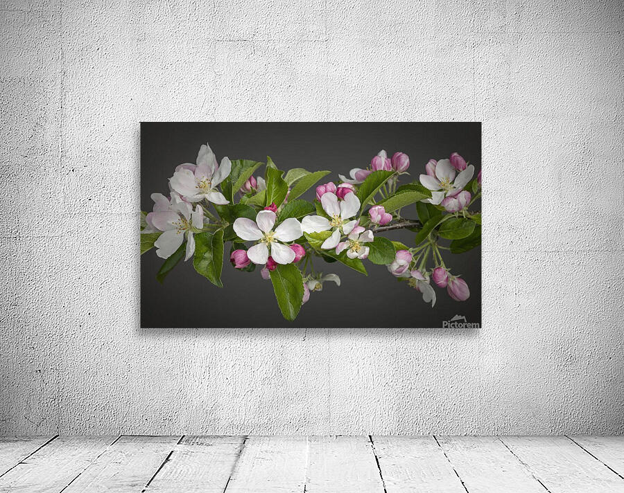 Apple Blossom Wall Preview