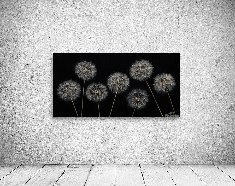 Dandelion Flowers Wall Preview