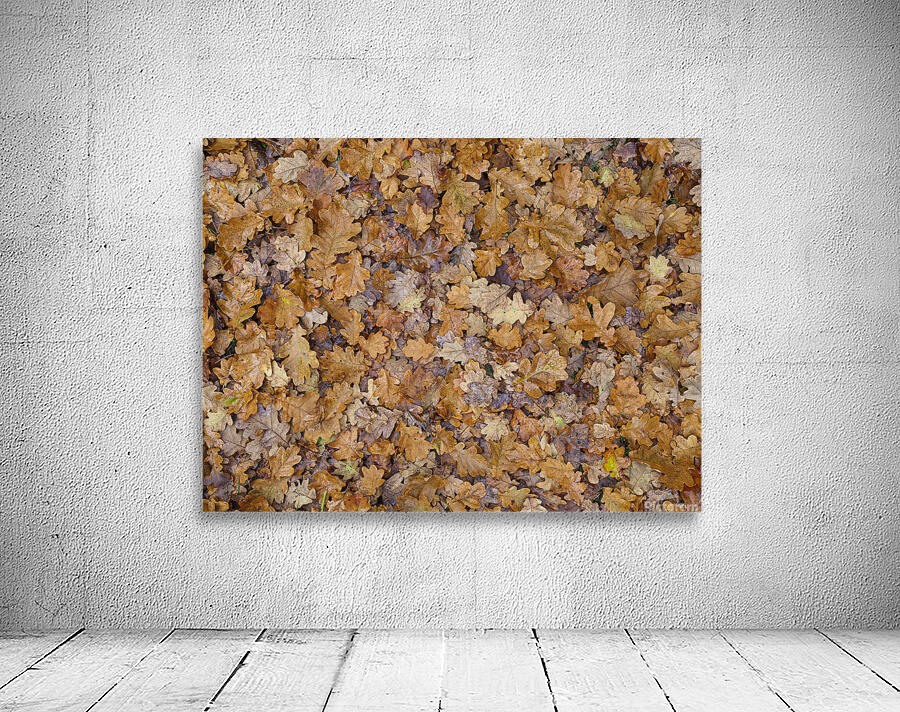 Golden Leaf Carpet Wall Preview