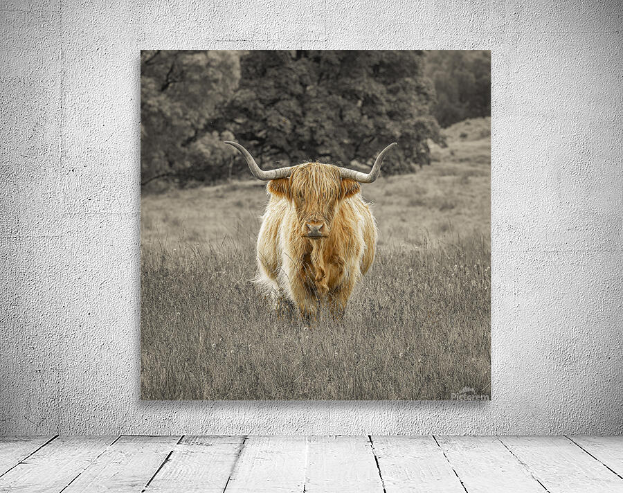 Highland Cow Wall Preview
