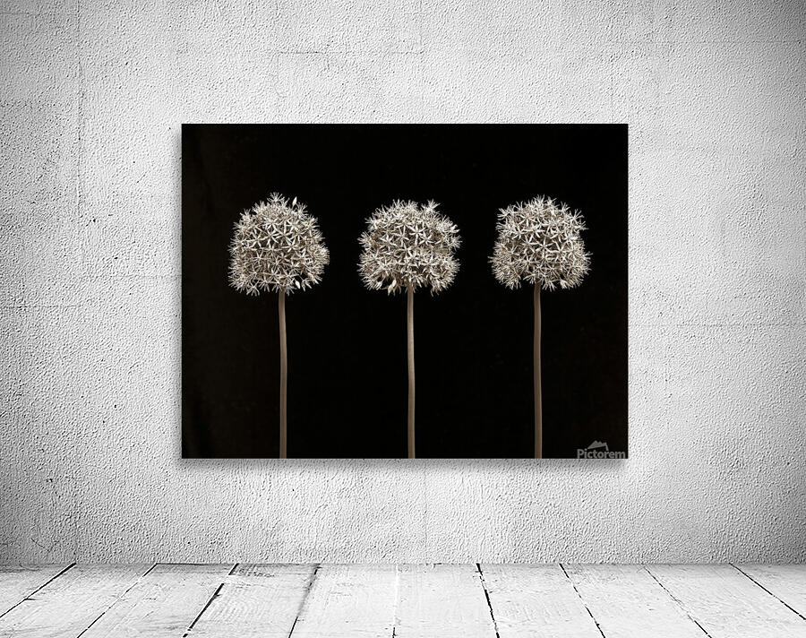 Three allium flowers Wall Preview