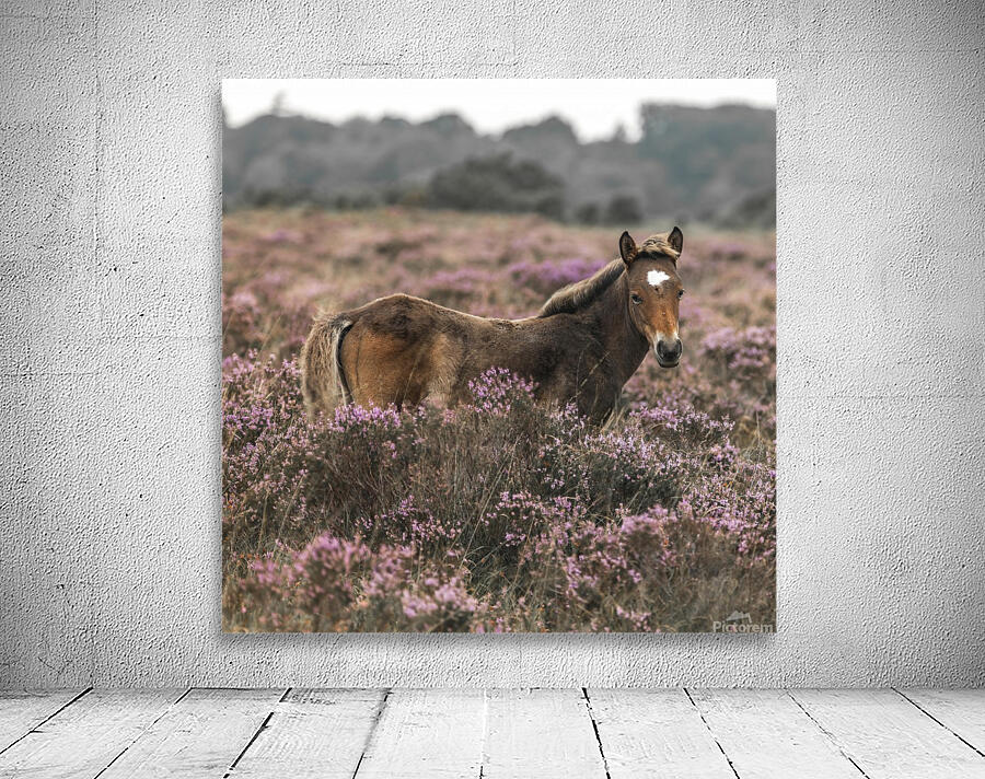 Wild Horses, New Forest Wall Preview