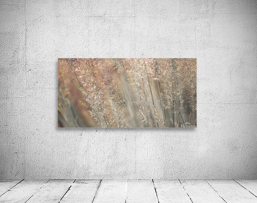 Fountain grass Wall Preview
