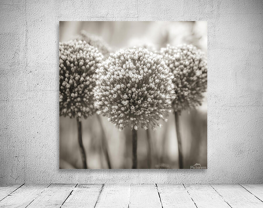 Allium flowers Wall Preview