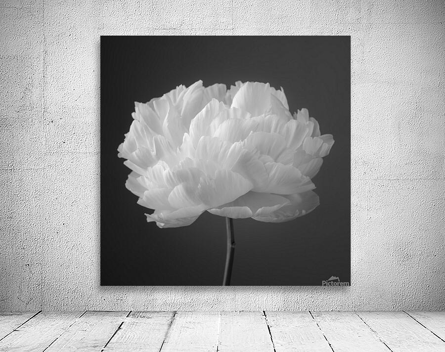 Peony flower Wall Preview