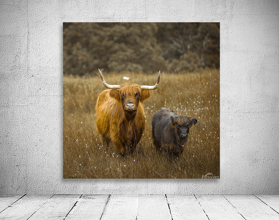Highland Cows Wall Preview